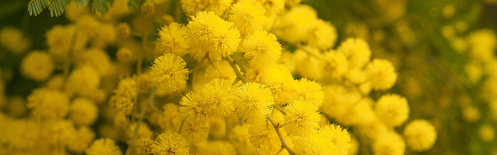 8 marzo, Festa della donna
